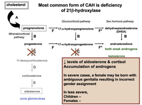 Adrenal Disease 2 Flashcards Quizlet