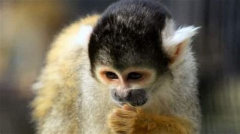 Monkey stolen from Moncton zoo as prank, tipster says | CBC News