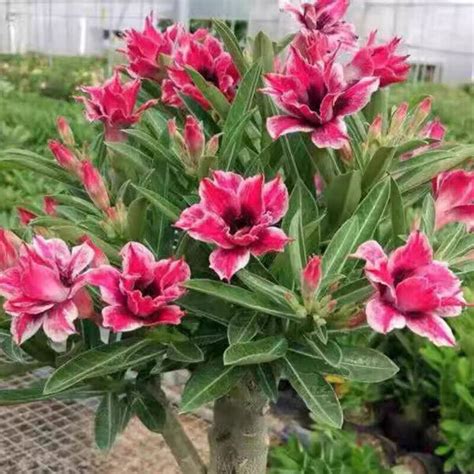 New Adenium Obesum Desert Rose Butterfly Dream Very Fresh Seeds