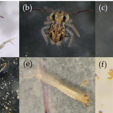 Pdf Soil Arthropods In The Douro Demarcated Region Vineyards General