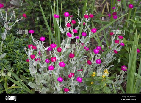 Silene sinensis hi-res stock photography and images - Alamy