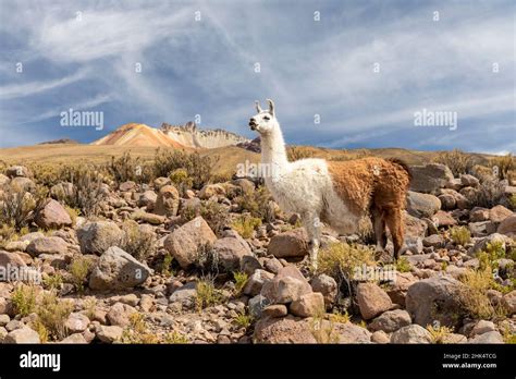 Llamas Lama Glama Feeding Near Coqueza A Small Town Near The