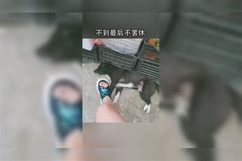 狗子：睡会觉这么难呢 配音 搞笑配音