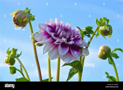 Dahlia Tomo Hi Res Stock Photography And Images Alamy