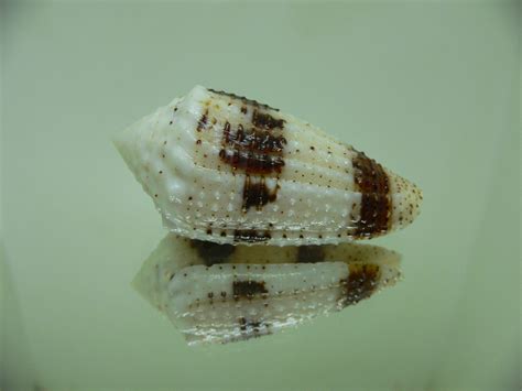 Conus Rolaniconus Varius на Sea Морские ракушки