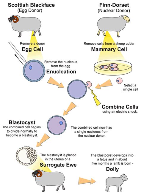 Cloning Process