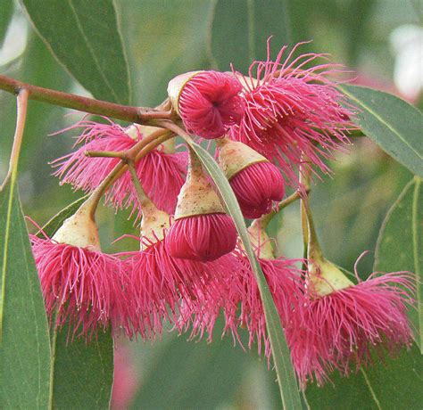 eucalyptus  flower  donald mccann blog