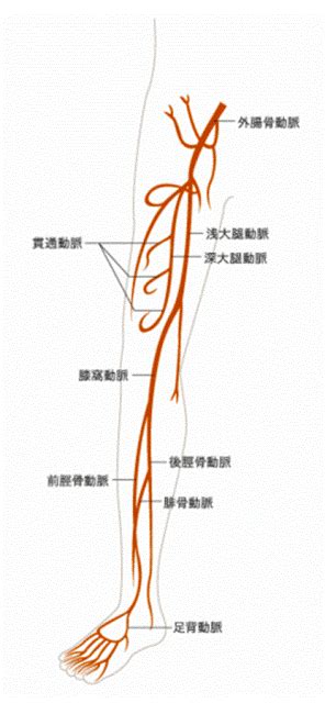 循研CITEC 臨床情報講座 下肢エコー検査ででわかること