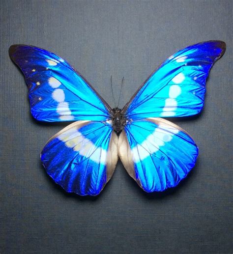 Morpho, rhetenor, helena, Blue Morpho Helena, extra large, rare, real ...