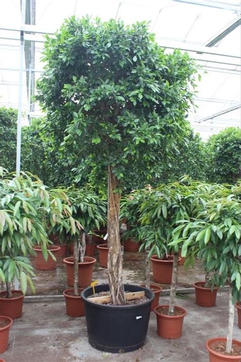 Ficus Nitida — Plant Wholesale Floraccess