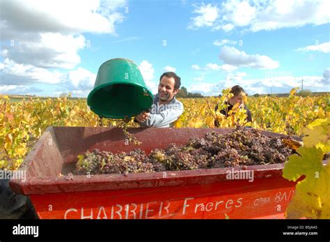 Vineyard in France Stock Photo - Alamy