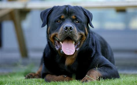 Rottweiler Wallpapers - Wallpaper Cave