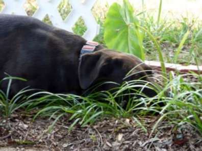 Pflanzen Vor Hunden Sch Tzen Hunde Von Gartenpflanzen Fernhalten