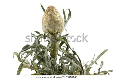 Herbal Flower Plant Rhaponticum Carthamoides Maral Stock Photo