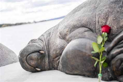 Life Size Sculpture Of Freya The Euthanized Walrus Is Unveiled In Norway