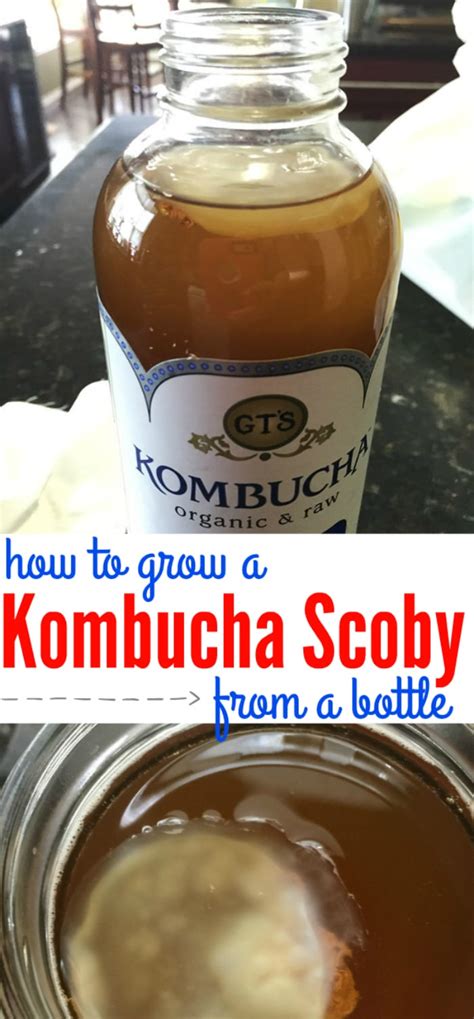 How Making Kombucha Scoby Mother From Scratch is Easy