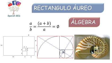 RECTÁNGULO ÁUREO Álgebra YouTube