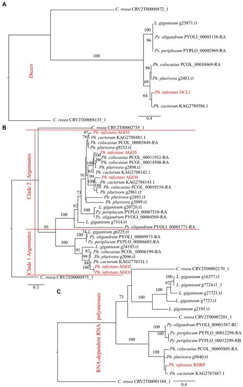 Frontiers RNA Silencing Proteins And Small RNAs In Oomycete Plant