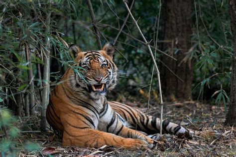 Golden Triangle Tour With Tiger Safari Golden Triangle With Ranthambore