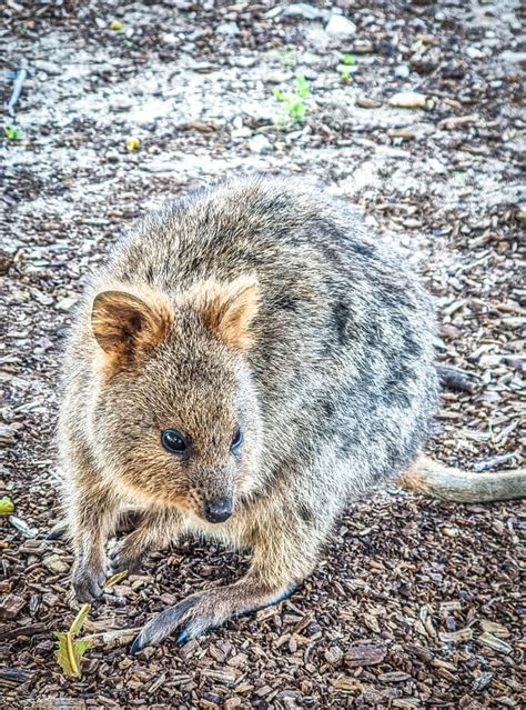 Where To See Quokkas On Rottnest Island - All The Best & Hidden Spots!