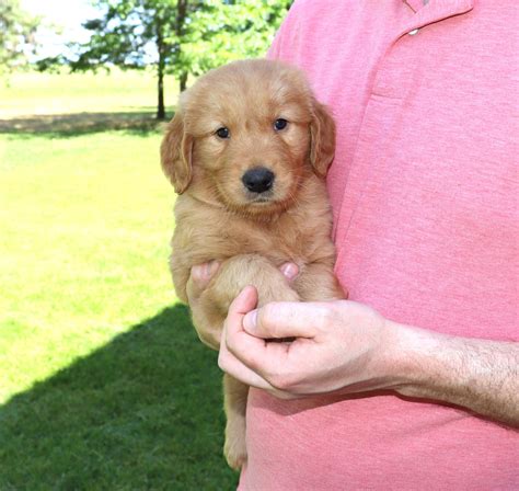 Kermit Or Lime Green Collar - Golden Retriever Puppy for Sale in Colbert, WA | Lancaster Puppies