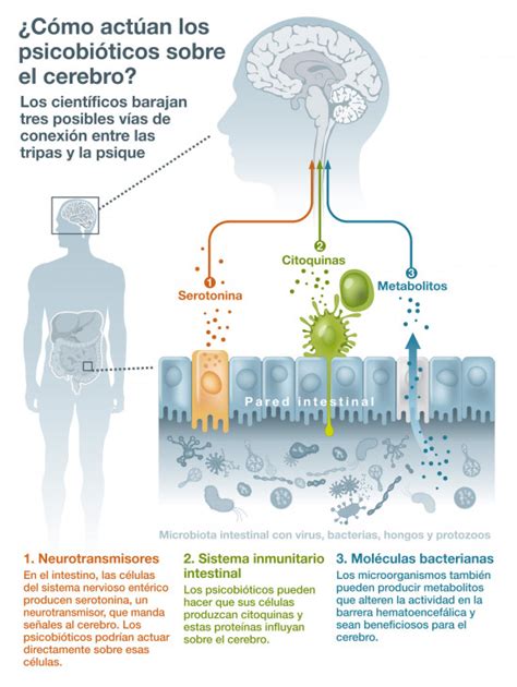 Qu Son Los Psicobi Ticos Y C Mo Equilibran Tus Emociones