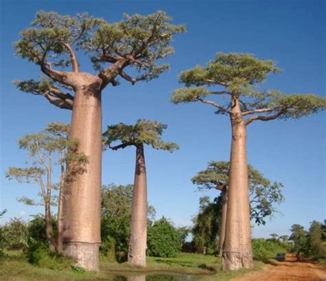 Baobab Erboristeria Lettig Natur