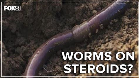 Jumping Worm Next Invasive Garden Threat Hard To Spot