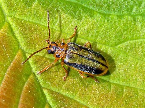 Elm leaf beetle - Facts, Diet, Habitat & Pictures on Animalia.bio