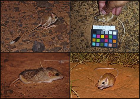 Examples of Sahara-Sahel desert rodents on their natural background ...