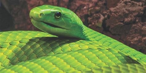 Green Mamba A Wildlife Guide To The Green Mamba ️