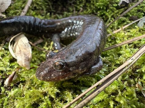 Northern Dusky Salamander From Carl Alwin Schenck Memorial Forest