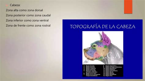 Anatomia Topografica Ppt