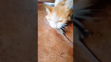 The Pussy Cat 8 THe RAT YouTube