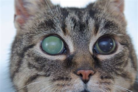 Sudden Blindness In Cats: 5 Vet-Reviewed Causes | Hepper