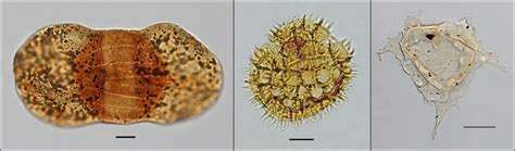 High Resolution Palynological Analysis - MGPalaeo