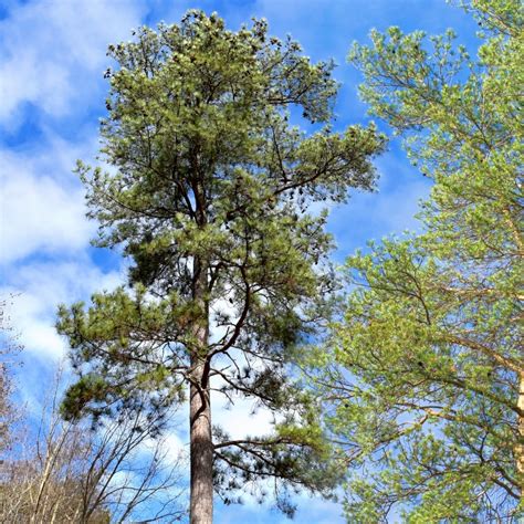 Loblolly Pine Tree Pinus Taeda Fast Growing Beautiful Addition To