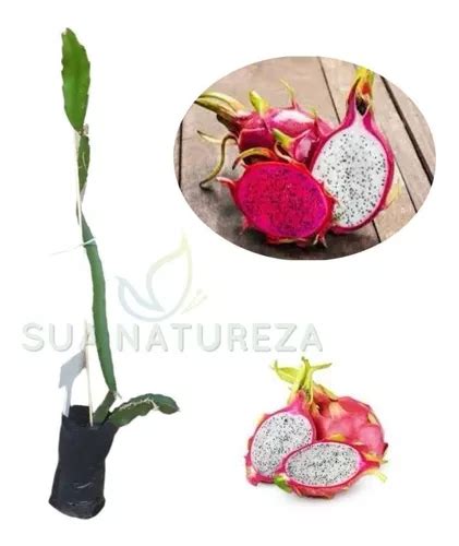 Kit 5 Muda De Pitaia Pitaya Vermelha Parcelamento Sem Juros