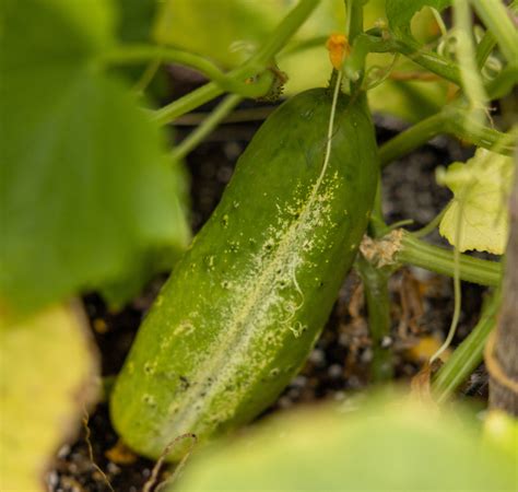 National Pickling Cucumber Seeds — Seeds N Such