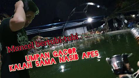 Lomba Mancing Galatama Lele Umpan Magot Gacorr Apes Moncel Terooss