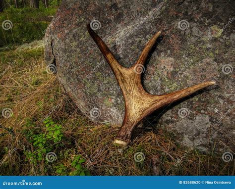 Antlers of a Young Moose in the Background of the Stone Stock Photo ...