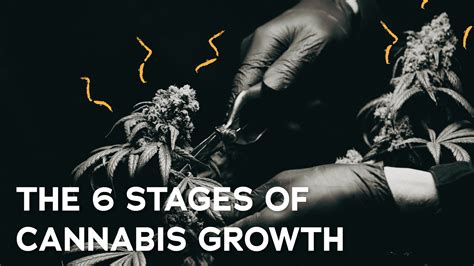 The 6 Stages of Cannabis Growth - How Cannabis is Grown - Dreamz