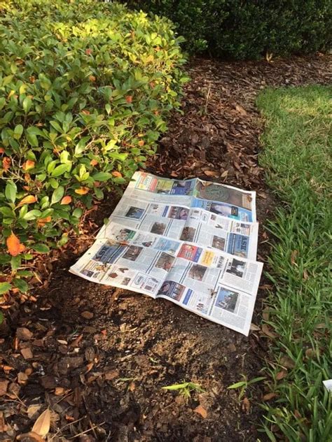 Mulching With Newspaper A Quick And Effective Way To Provide Mulch For