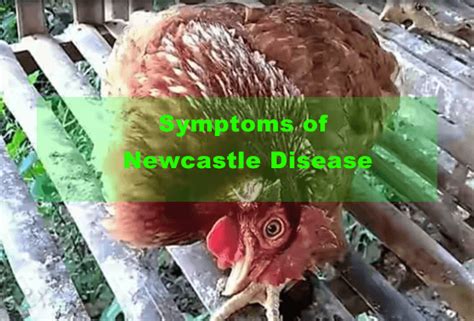 Symptoms Of Newcastle Disease In Poultry And Its Prevention - Nagro NG