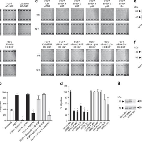 FGF7 Stimulated Epithelial Cell Migration Depends On ADAM17 And