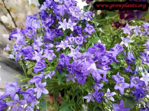 Campanula - How to grow & care - Grow Bellflower plant