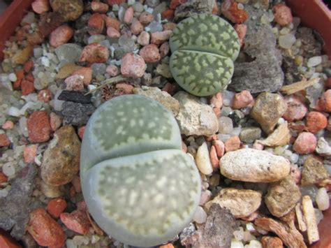 Lithops Julii Ssp Fulleri V Fulleri Fullergreen Kirud Fotosik Pl