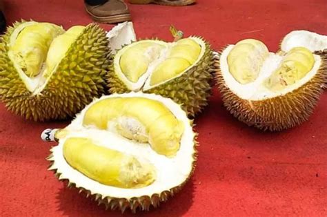 Jangan Ngaku Pecinta Durian Kalau Belum Pernah Coba 4 Jenis Durian Asal