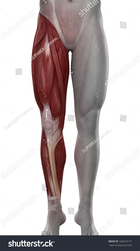 Male Leg Muscles Anatomy Isolated Stock Illustration 166610177 | Shutterstock