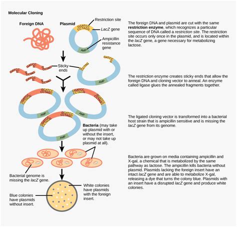 Process Of Gene Cloning With Diagram, HD Png Download - kindpng